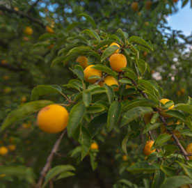 трешње из Троноше